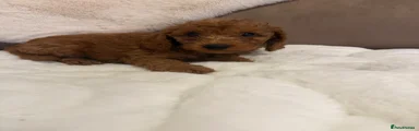 Cockapoo 2