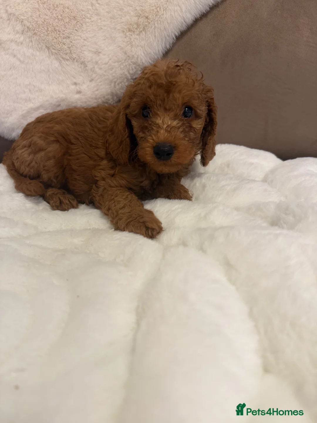 Cockapoo dogs for sale: F1b cockapoos  in Ingatestone - Advert 2