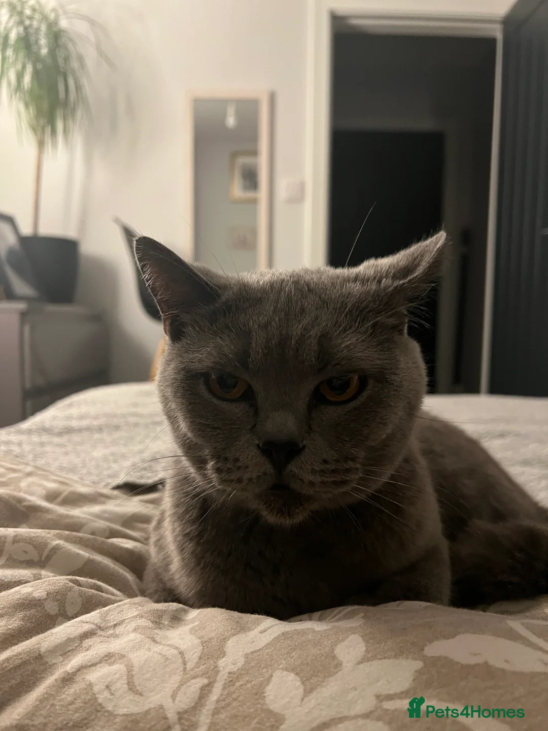 British Shorthair cats for sale: Kittens Scottish Fold x British Shorthair mix 🐾 in Barnsley - Advert 2