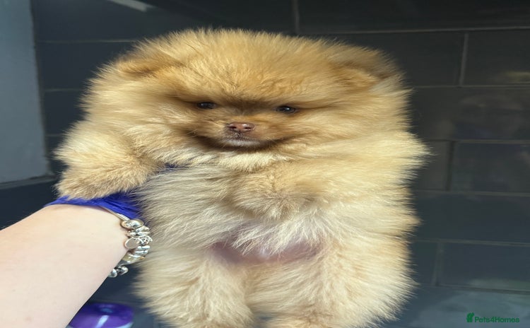 Pomeranian dogs - Advert 2