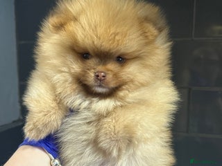 Pomeranian dogs - Advert 1