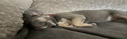 French Bulldog dogs for sale: Blue and tan french bulldog puppies  in Nottingham - Advert 5