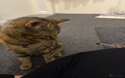 Domestic Shorthair cats for sale: 2 Female cats Domestic shorthair  - Image 4