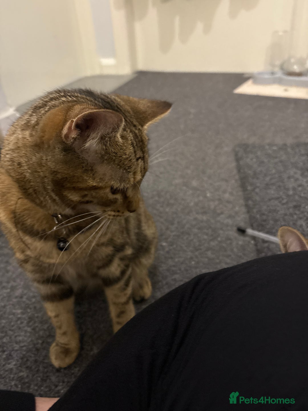Domestic Shorthair cats for sale: 2 Female cats Domestic shorthair  - Image 4
