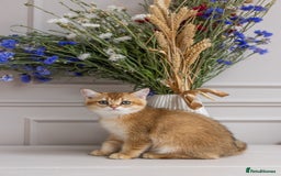 British Shorthair cats for sale: Ready now gorgeus Golden British SH male kitten - Image 20