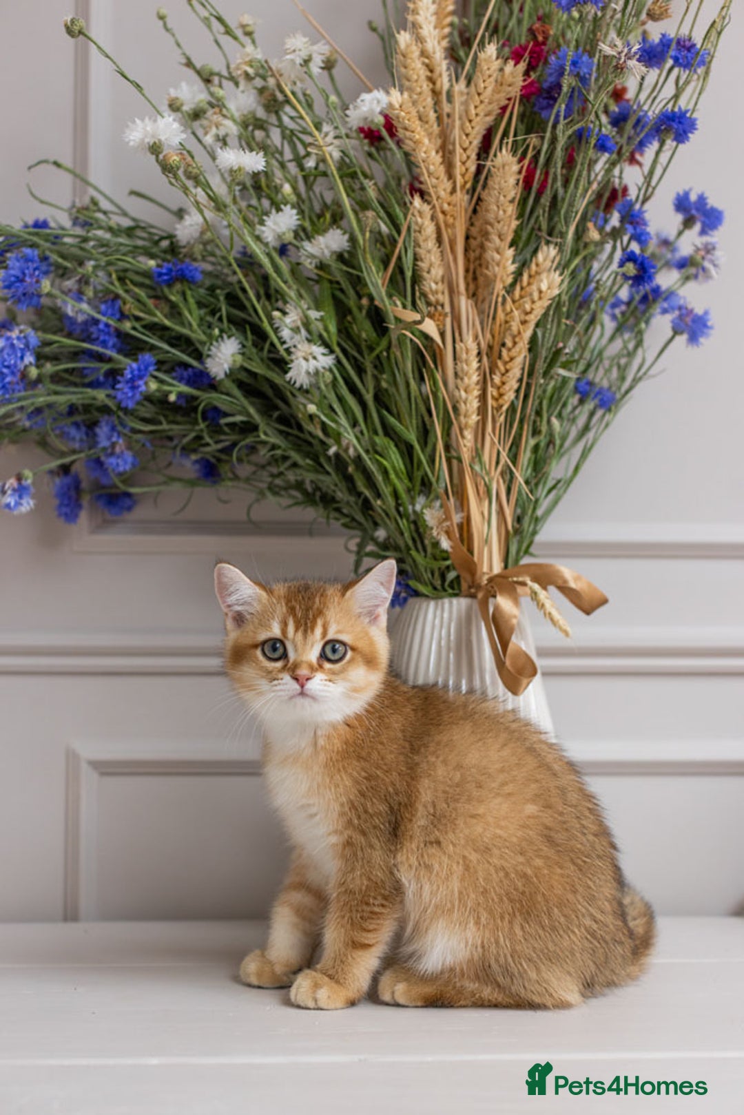 British Shorthair cats for sale: Ready now gorgeus Golden British SH male kitten - Image 20