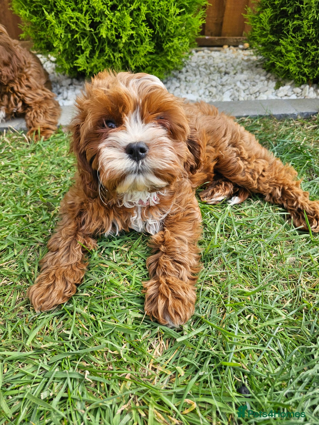 Cavapoo dogs for sale: Cavapoo dna clear  - Image 20