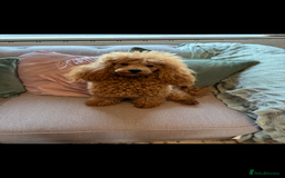 Toy Poodle dogs for stud: For stud  - Image 1