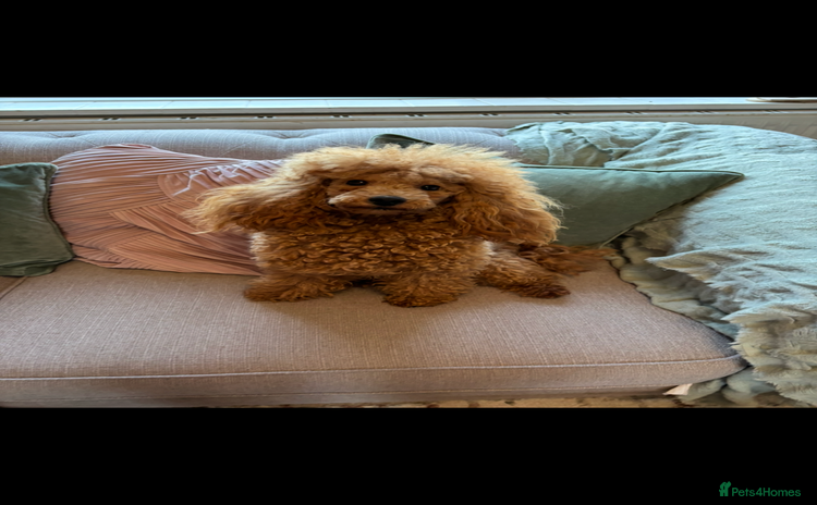 Toy Poodle dogs - Advert 4