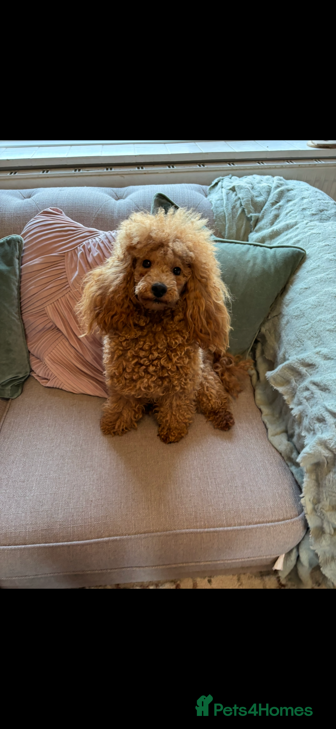 Toy Poodle dogs for stud: For stud  - Image 1
