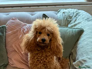 Toy Poodle dogs For stud - Advert 3