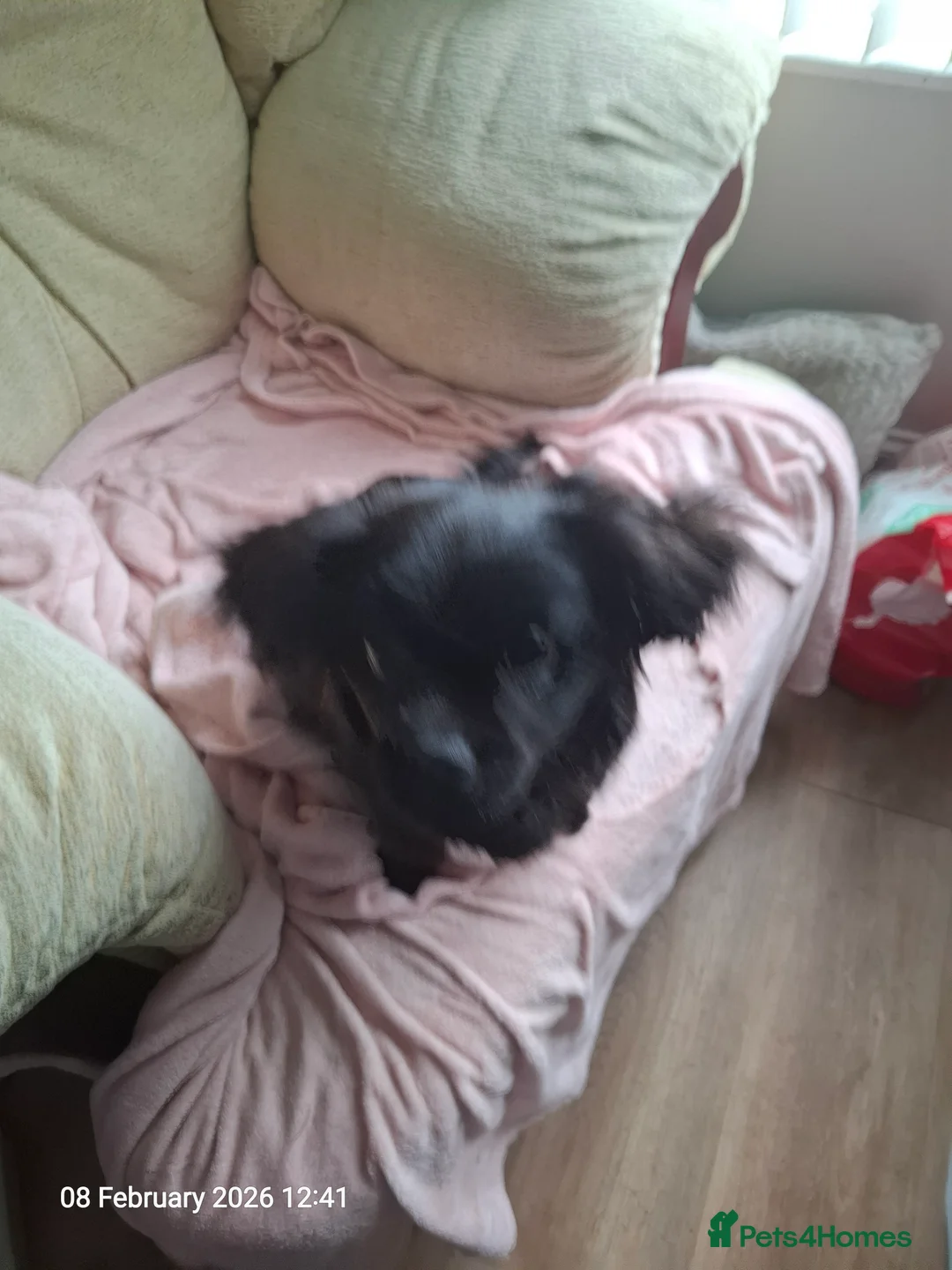 Mixed Breed dogs for sale: Lilly looking for a new home  - Advert 1