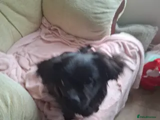 Mixed Breed dogs Lilly looking for a new home - Advert 2