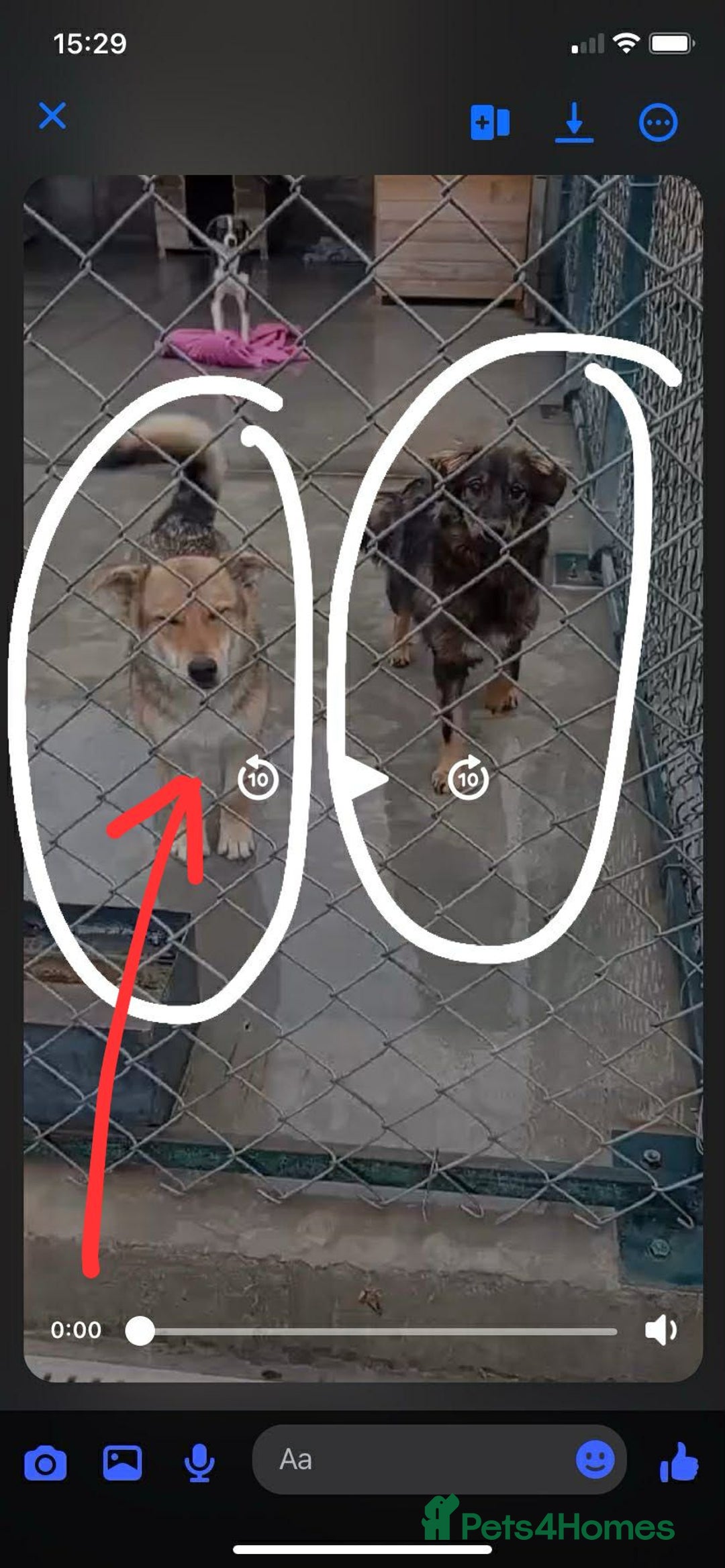 Mixed Breed dogs for adoption: Monty, 1 yr approx. Available for adoption. - Advert 6