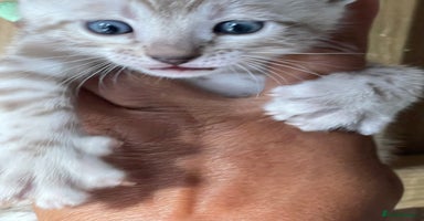 Bengal cats - Advert 7