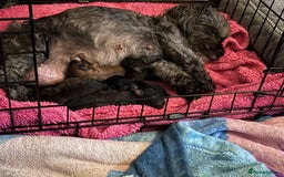 Yorkiepoo dogs for sale: Beautiful yorkipoo puppies - Image 21