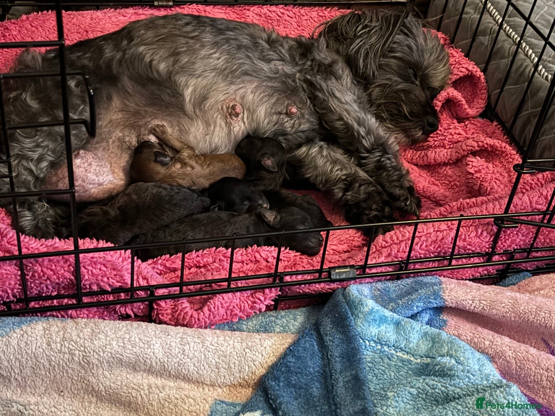 Yorkiepoo dogs for sale: Beautiful yorkipoo puppies - Image 21