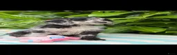 Cockapoo dogs for sale: 🌸 READY NOW SHOW QUALITY TOY F1 COCKERPOOS 🌸 - Advert 29