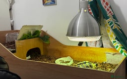 Hermann Tortoise reptiles for sale: Hermann tortoise 5 yo - Image 6