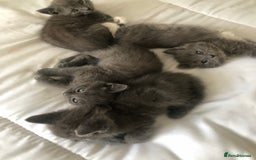 British Shorthair cats for sale: Shorthair x Maincoon kittens for sale - Image 10
