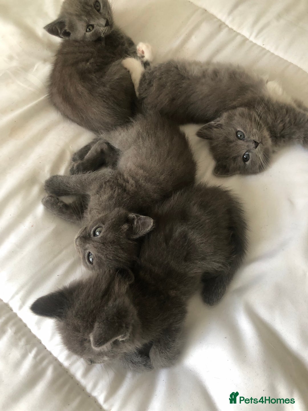 British Shorthair cats for sale: Shorthair x Maincoon kittens for sale - Image 10