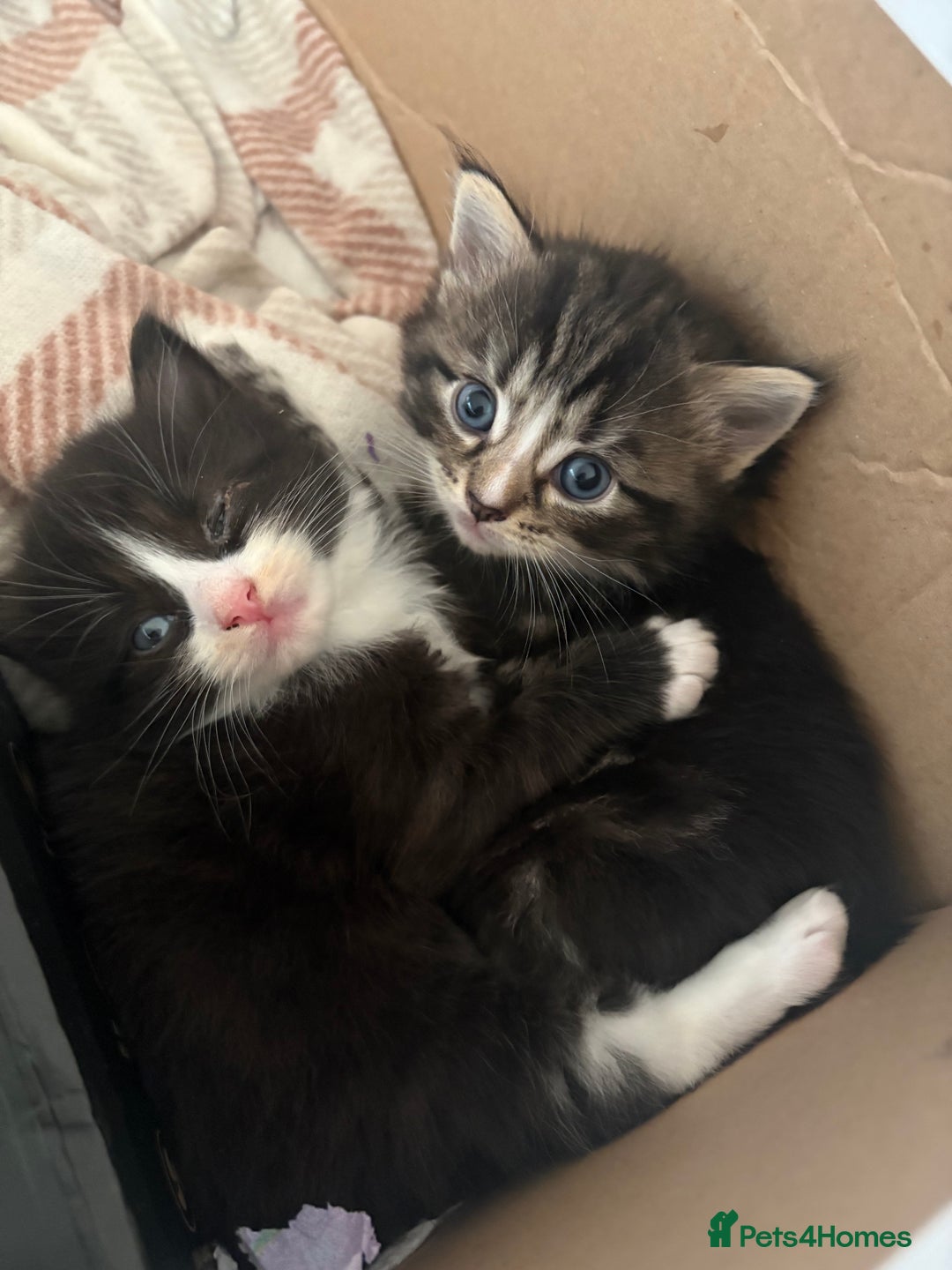Ragdoll cats for sale: Ragdoll and Russian blue mix - Image 16