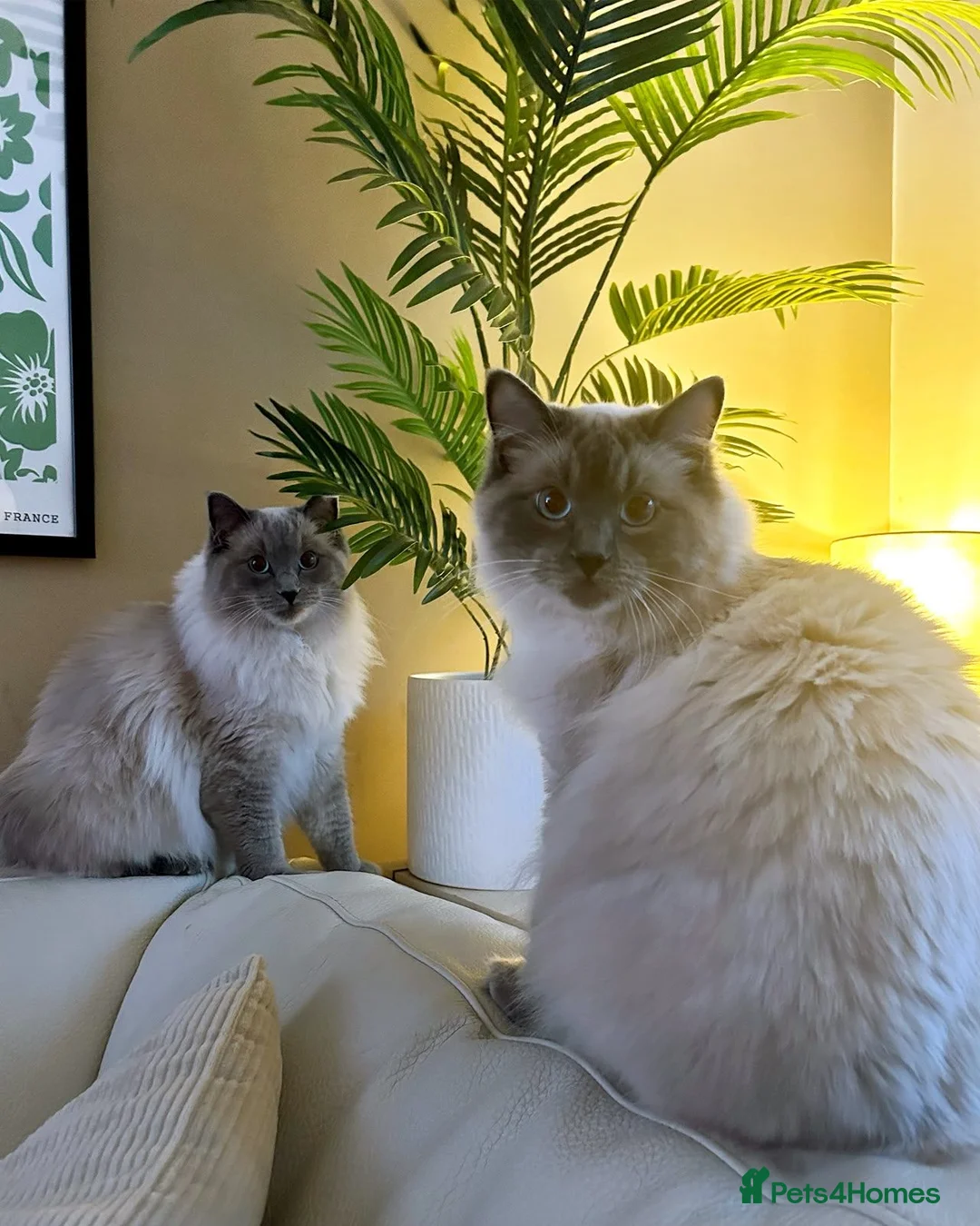Ragdoll cats for sale: Ragdolls x2 Bonded Pair For Rehoming - Advert 1