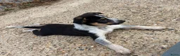 Border Collie dogs for sale: Pedigree border collie puppies  - Advert 15