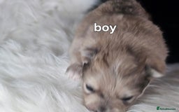 Pomeranian dogs for sale: 4 beautifull pomeranian puppies  - Advert 10