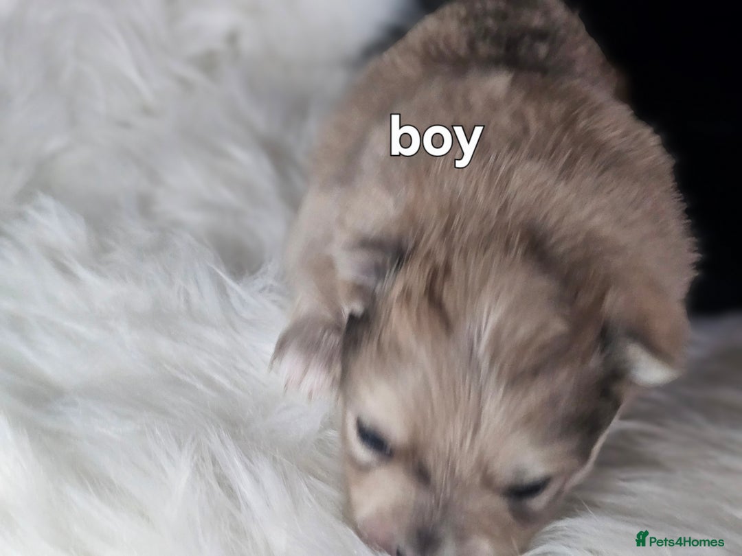 Pomeranian dogs for sale: 4 beautifull pomeranian puppies  - Advert 10