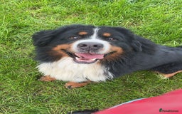 Bernese Mountain Dog dogs for sale: KC Reg Bernese Mountain Dog Puppies - Image 26