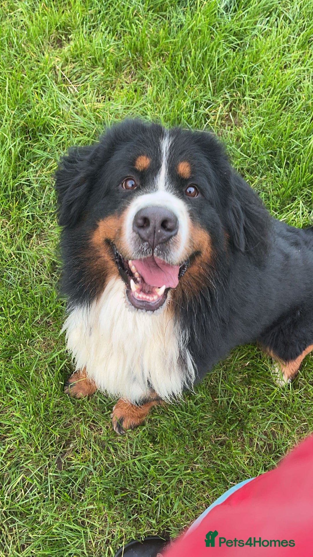 Bernese Mountain Dog dogs for sale: KC Reg Bernese Mountain Dog Puppies - Image 26