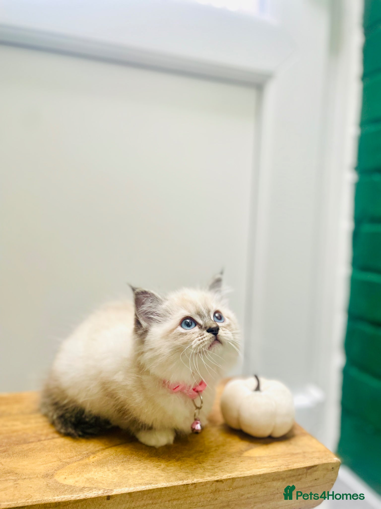 Ragdoll cats Last 3 pedigree ragdolls(registration certificate) - Advert 2