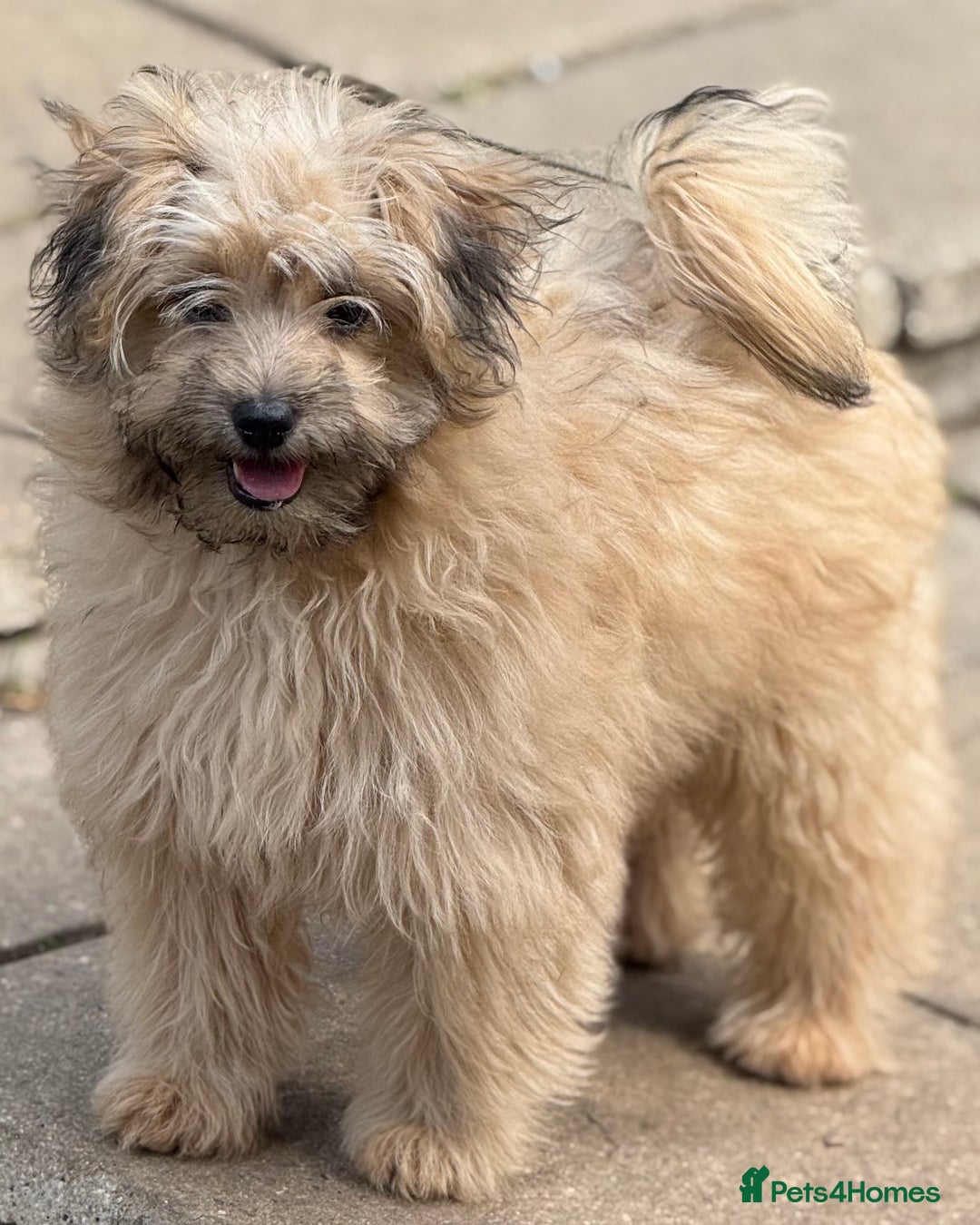 Pomapoo dogs for sale: Adorable pomapoo girl fully health tested parental in Southampton - Image 4