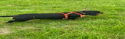 Dachshund dogs for sale: Lollie the Dachshund ⭐ - Advert 7