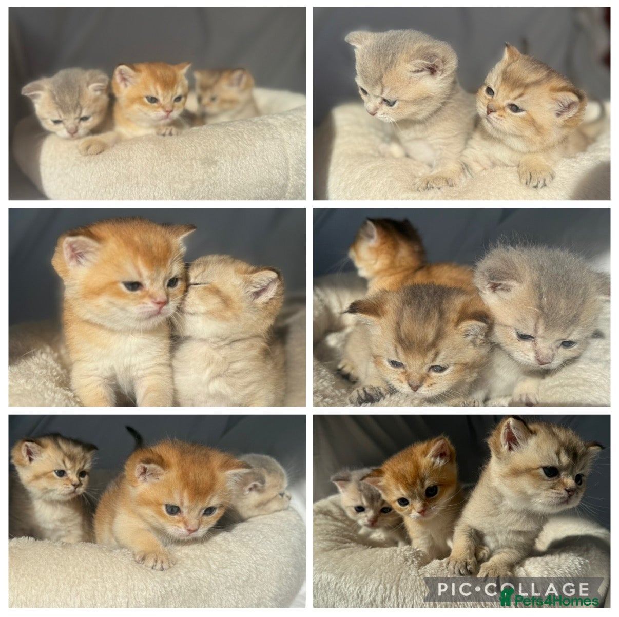 British Shorthair cats Lilac golden and gold GCCF kittens  - Advert 5