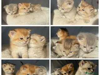 British Shorthair cats Lilac golden and gold GCCF kittens - Advert 5