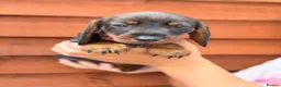 Miniature Dachshund dogs for sale: 🐾Exceptional Teckel Puppies, Ready To Go Now  🐾 - Advert 14