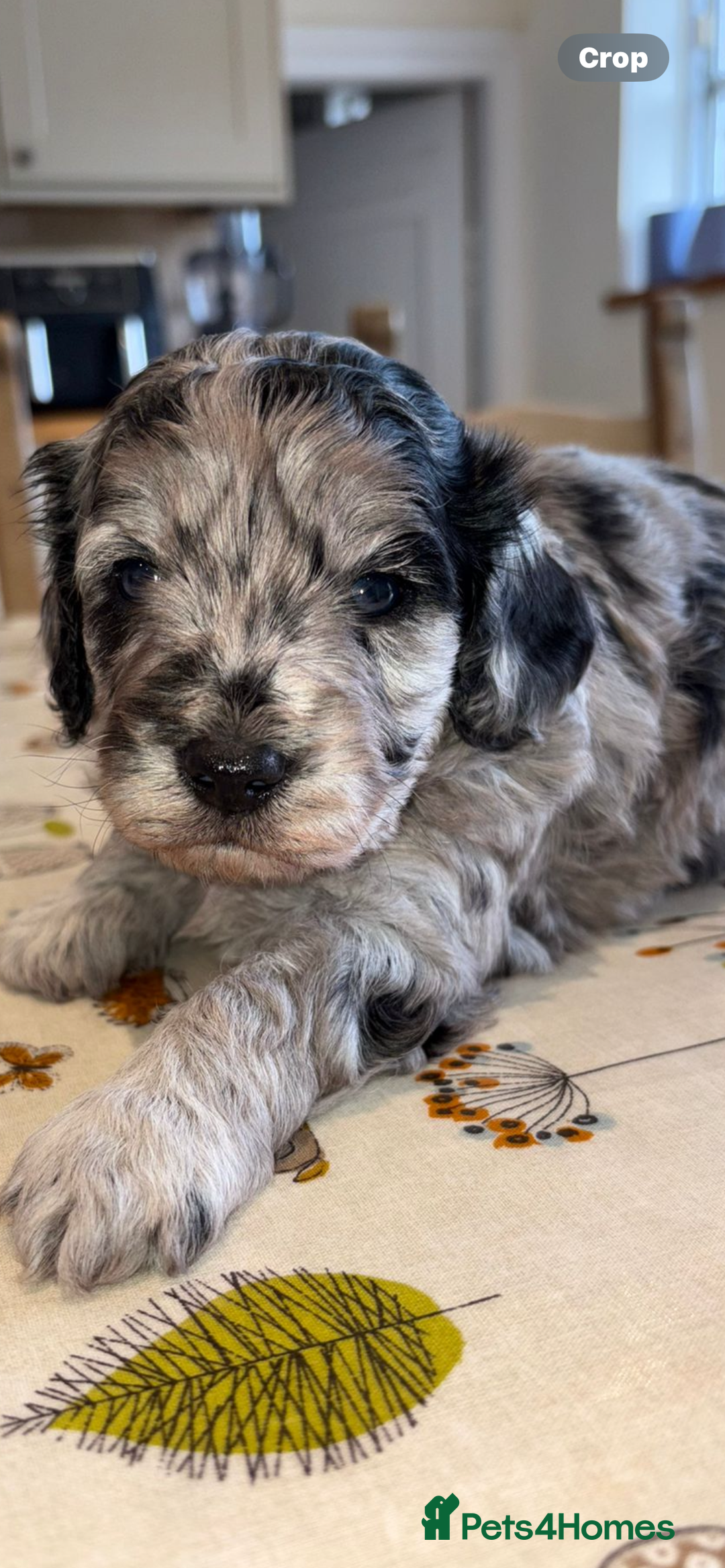 Cavapoo dogs for sale: 🌟HEALTH TESTED F1B CAVAPOO MERLE STUNNING PUPPIES - Image 9