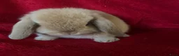 Mini Lop rabbits for sale: Adorable Mini Lop Rabbits - Advert 5