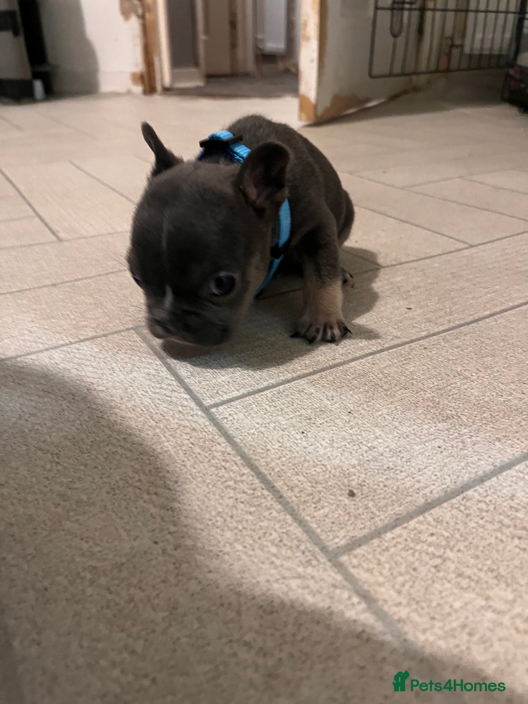 French Bulldog dogs for sale: Cutest frenchies pups  - Advert 28