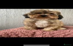Shih Tzu dogs for sale: Shih tzu  - Image 5