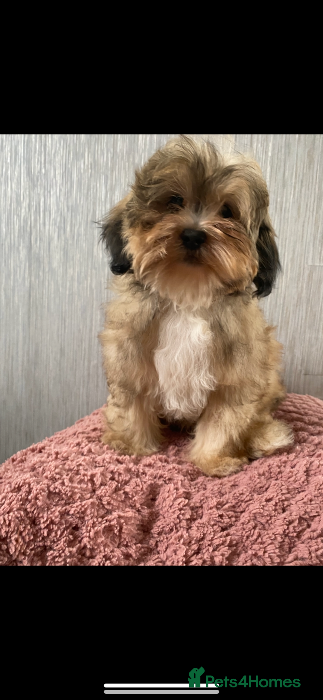 Shih Tzu dogs for sale: Shih tzu  - Image 5