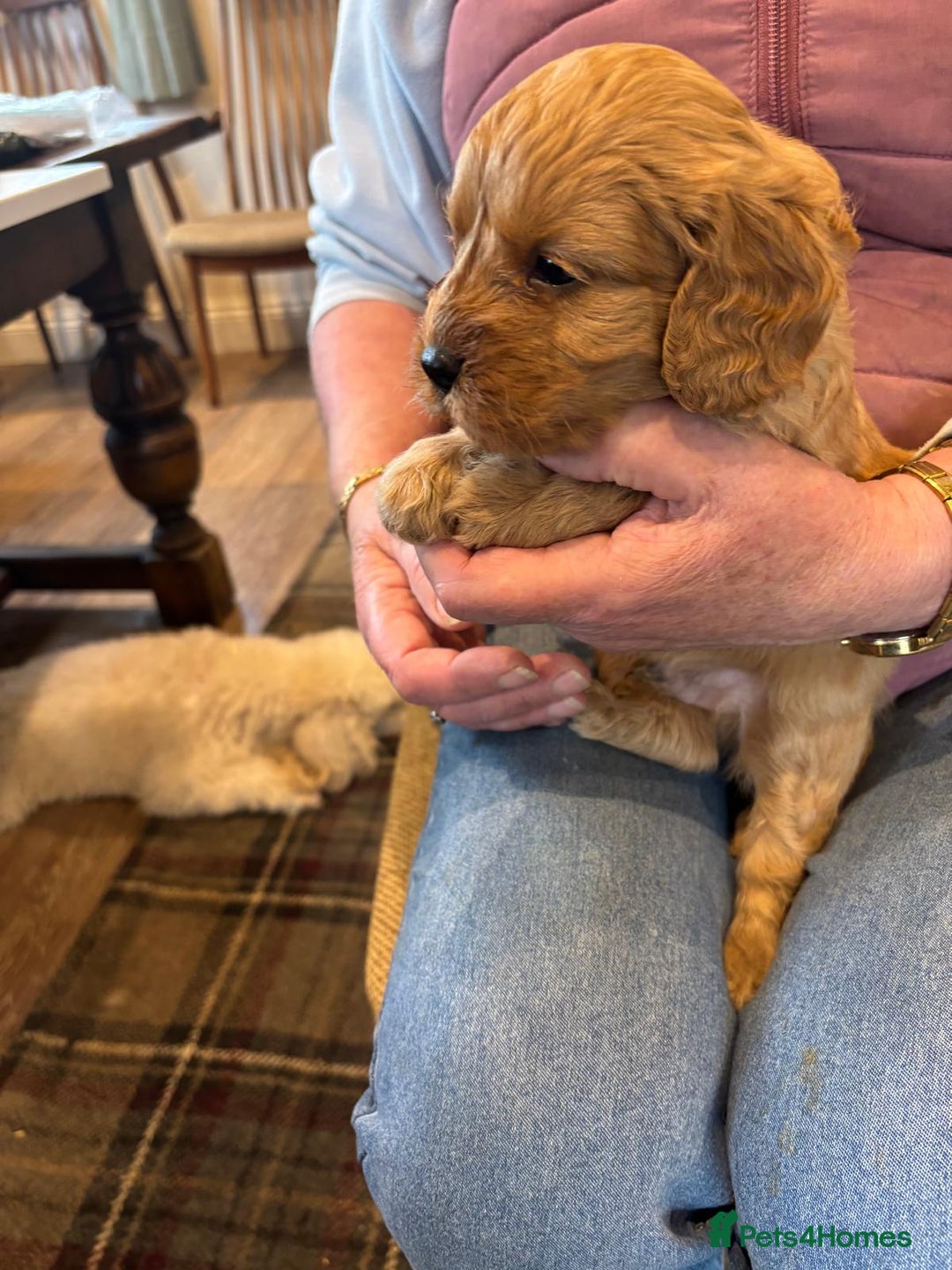 Cavapoo dogs for sale: Adorable F1 Cavapoo Puppies - Advert 2