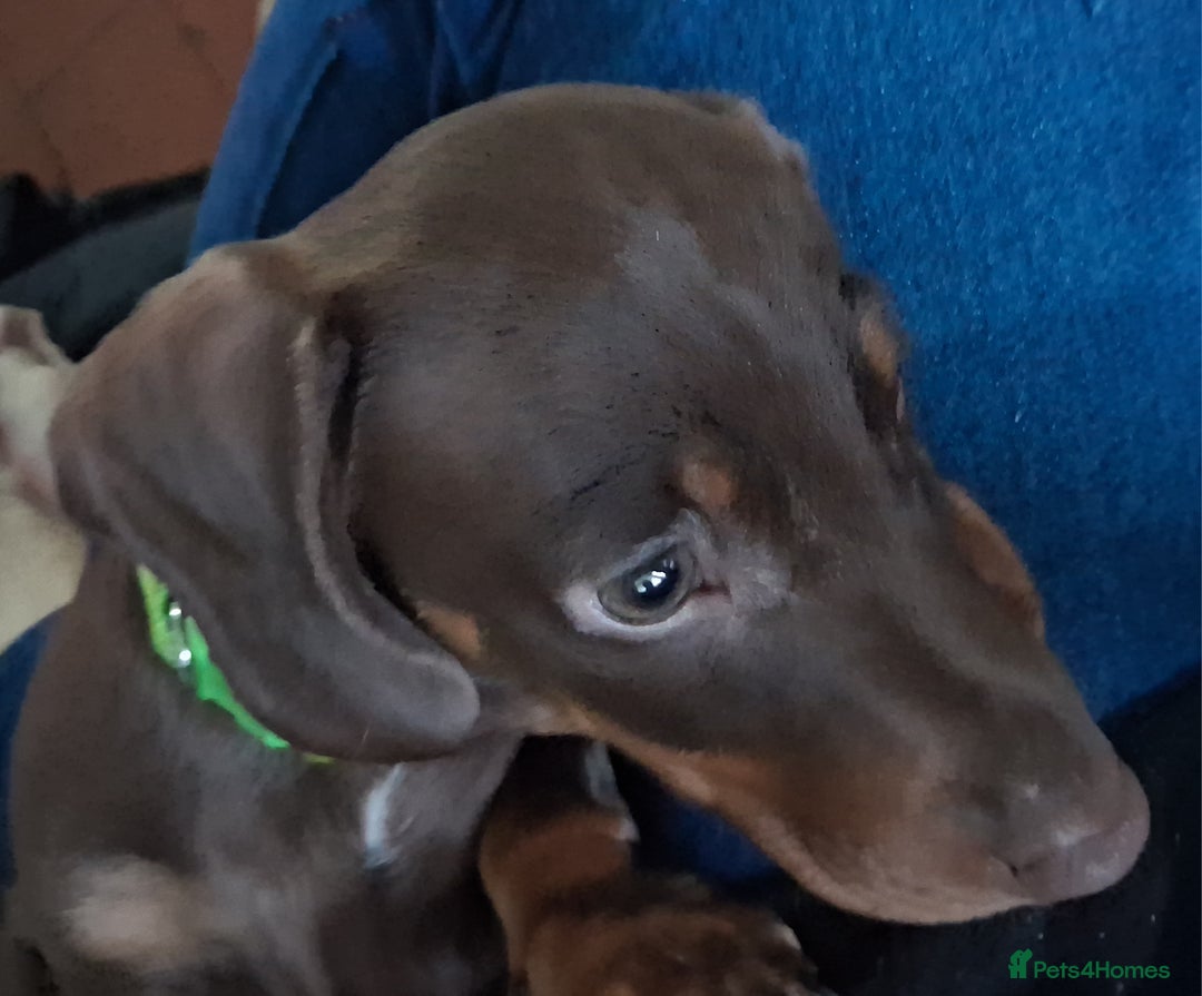 Dachshund dogs for sale: Mini dachshund for sale  - Advert 9