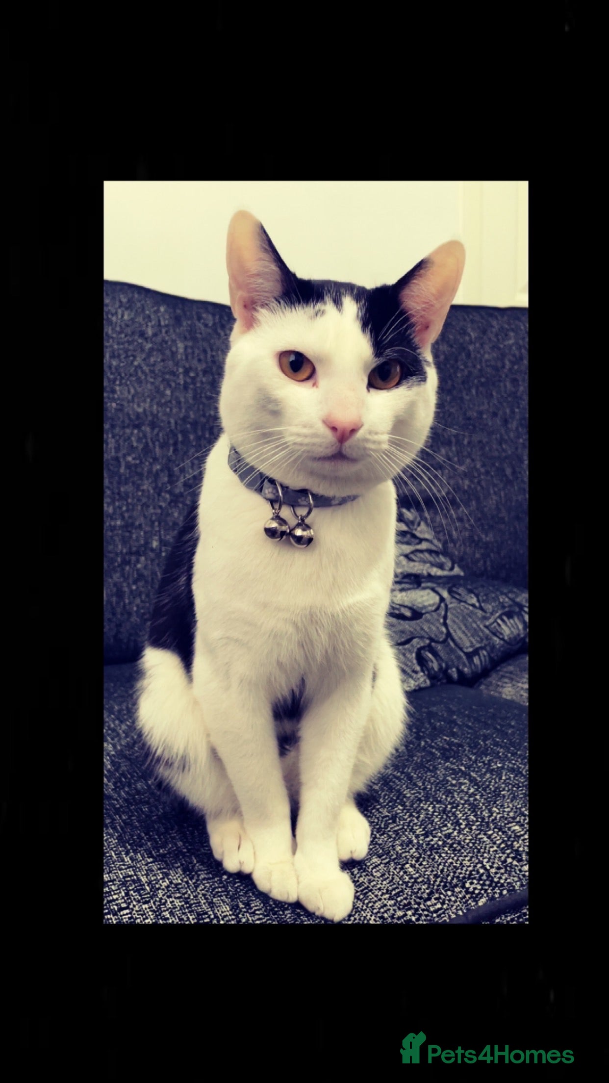 Domestic Shorthair cats Black and white cat (Leo) - Advert 14