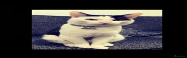 Domestic Shorthair Kitten 1
