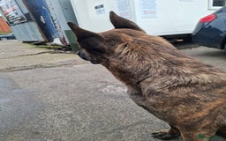 German Shepherd dogs for sale: German shepherd - Advert 3