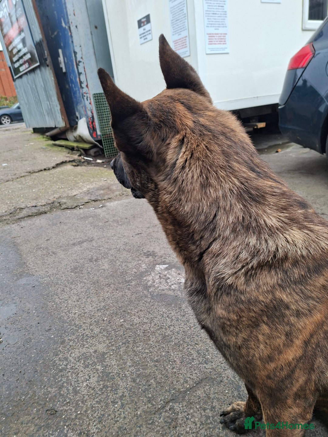 German Shepherd dogs for sale: German shepherd - Advert 3