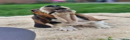 Basset Hound dogs for sale: Beautiful Basset Hounds Ready now - Advert 14